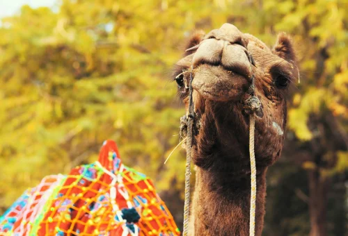 Best Rajasthan tour