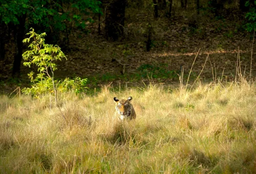 Best Madhya pradesh Tour