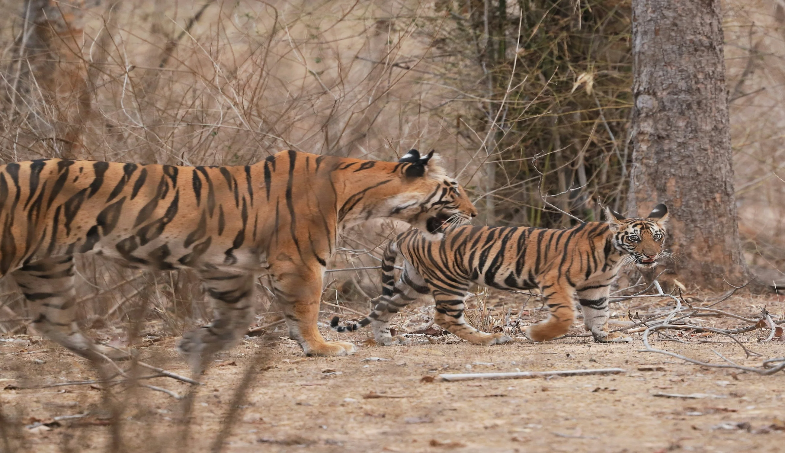 Bandhavgarh