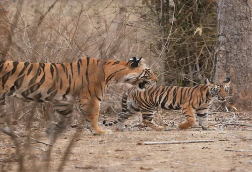 Best Madhya pradesh Tour