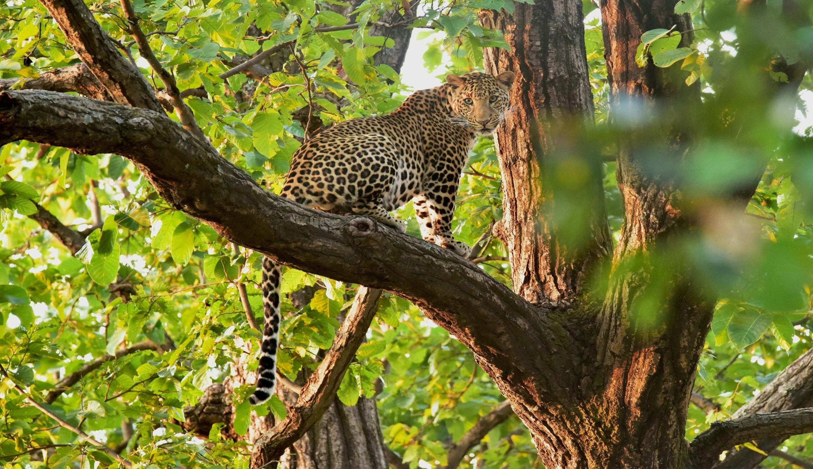 Best Madhya pradesh Tour