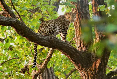 Best Madhya pradesh Tour
