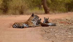 Bandhavgarh