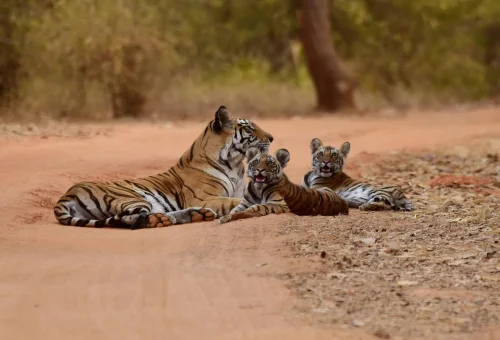 Best Madhya pradesh Tour