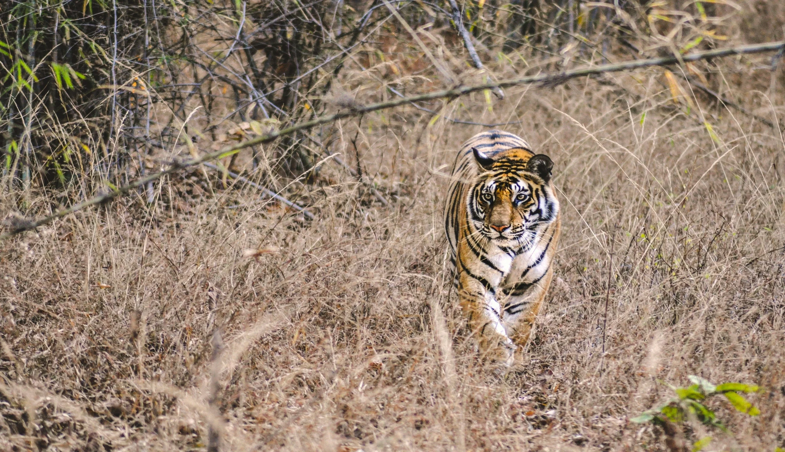 Bandhavgarh