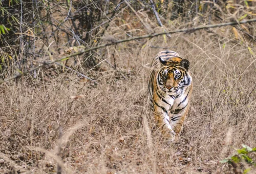 Best Madhya pradesh Tour