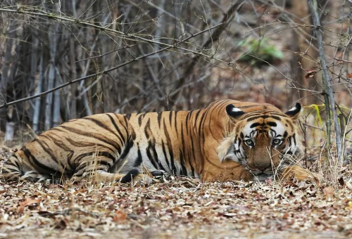 Bandhavgarh