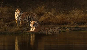 Bandhavgarh
