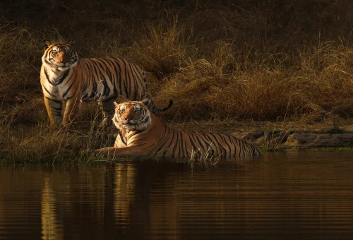 Best Madhya pradesh Tour