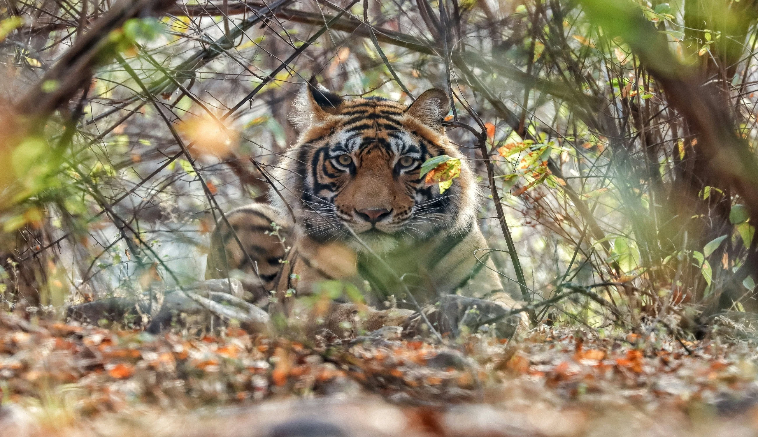Bandhavgarh