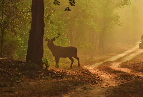Best Kanha Tour