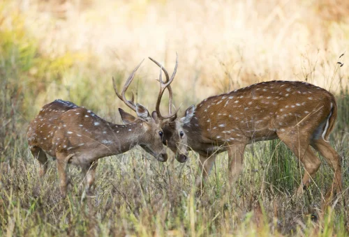 Best Kanha Tour
