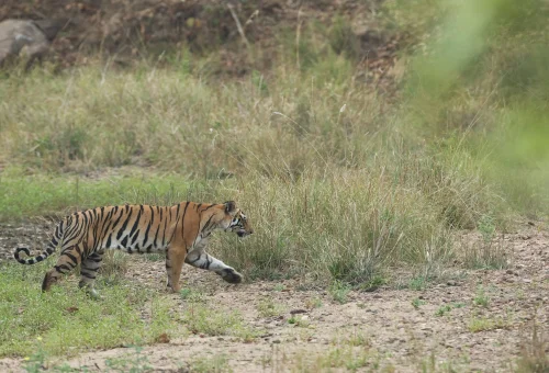 Best Kanha Tour