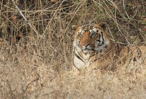Kanha