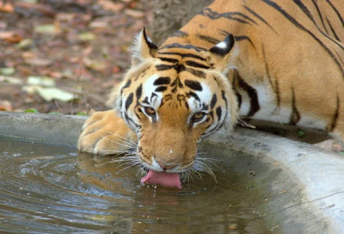 Best Kanha Tour