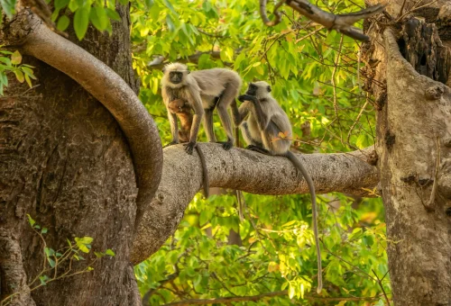 Best Kanha Tour