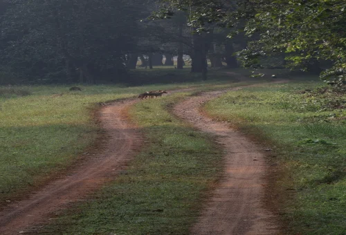 Best Kanha Tour