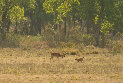 Kanha