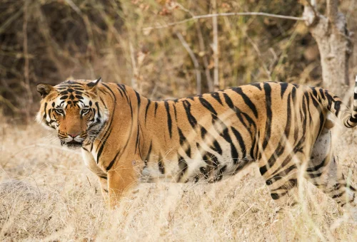 Best Kanha Tour