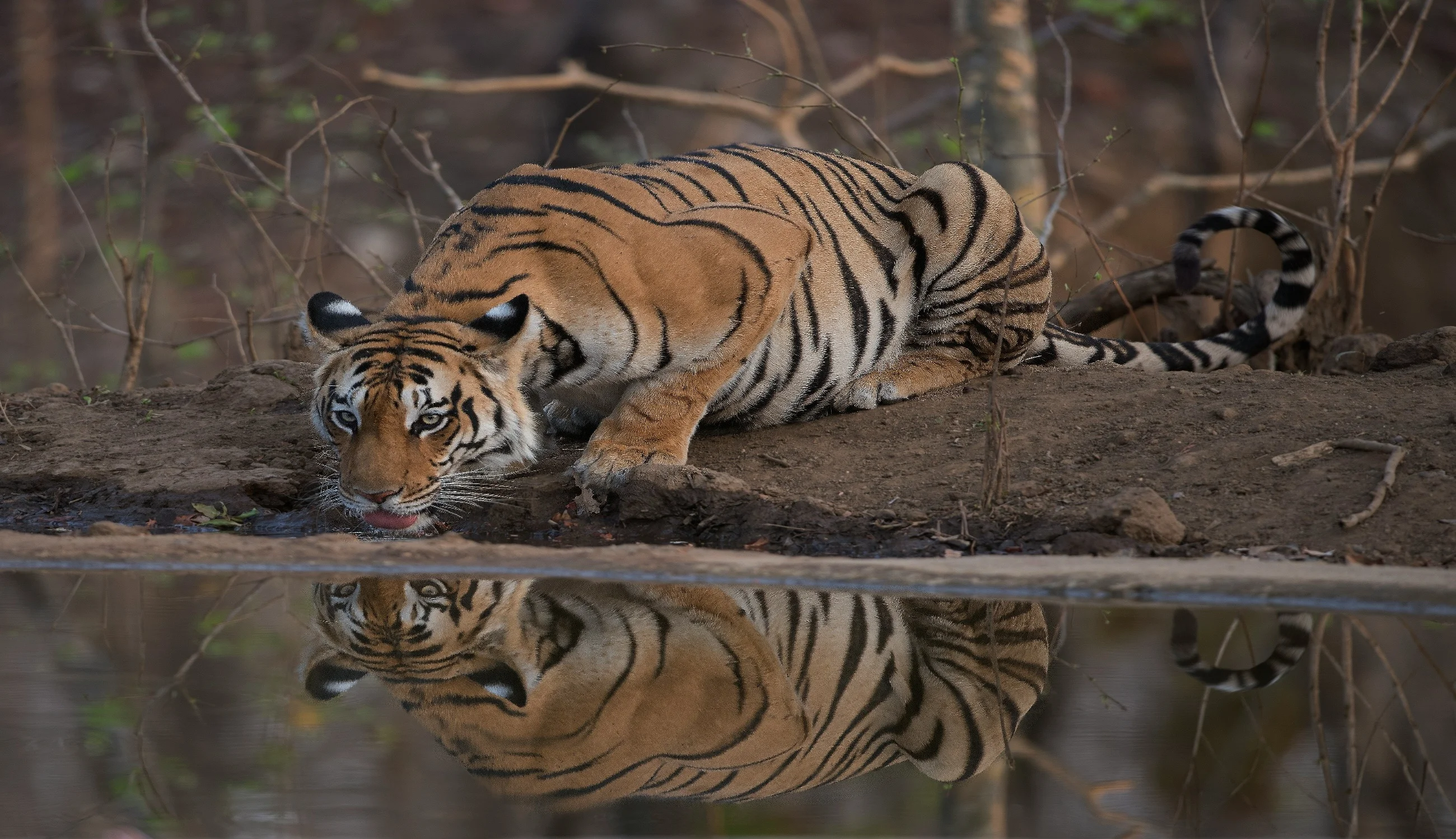 Pench