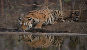 Pench