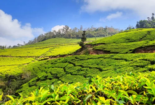 Best Munnar Tour