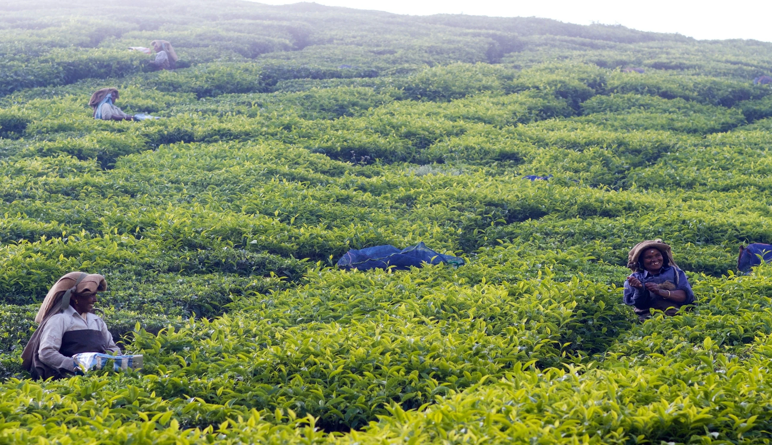 Munnar