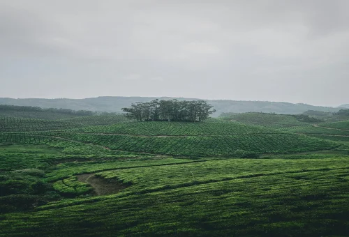 Best Munnar Tour