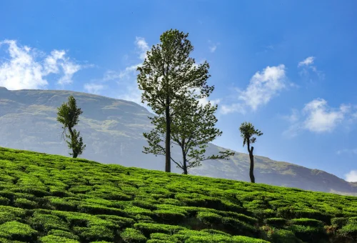 Best Munnar Tour
