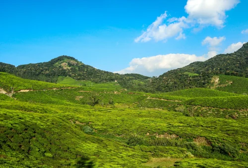Best Munnar Tour