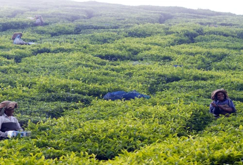 Best Munnar Tour