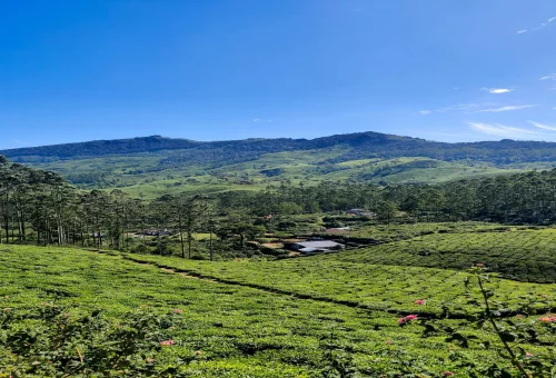 Best Munnar Tour