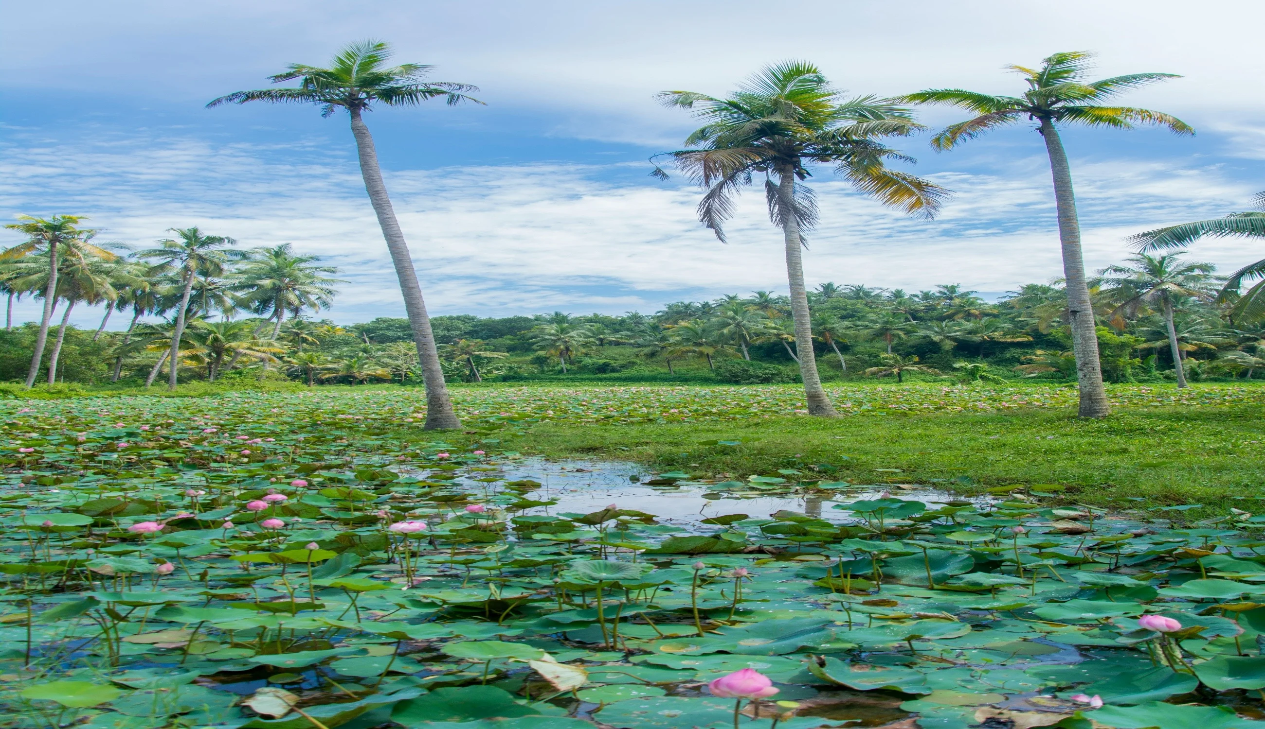 Alleppey
