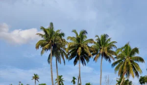 Alleppey