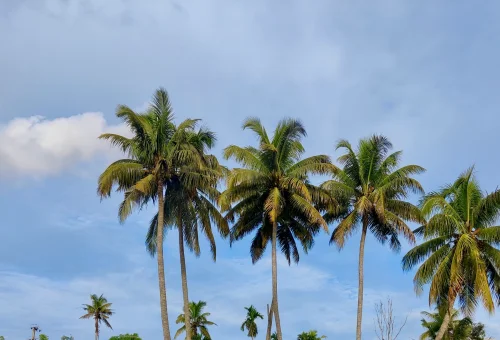 Best Alleppey Tour