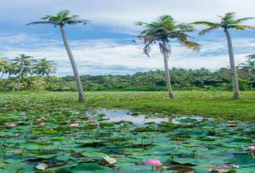 Best Alleppey Tour