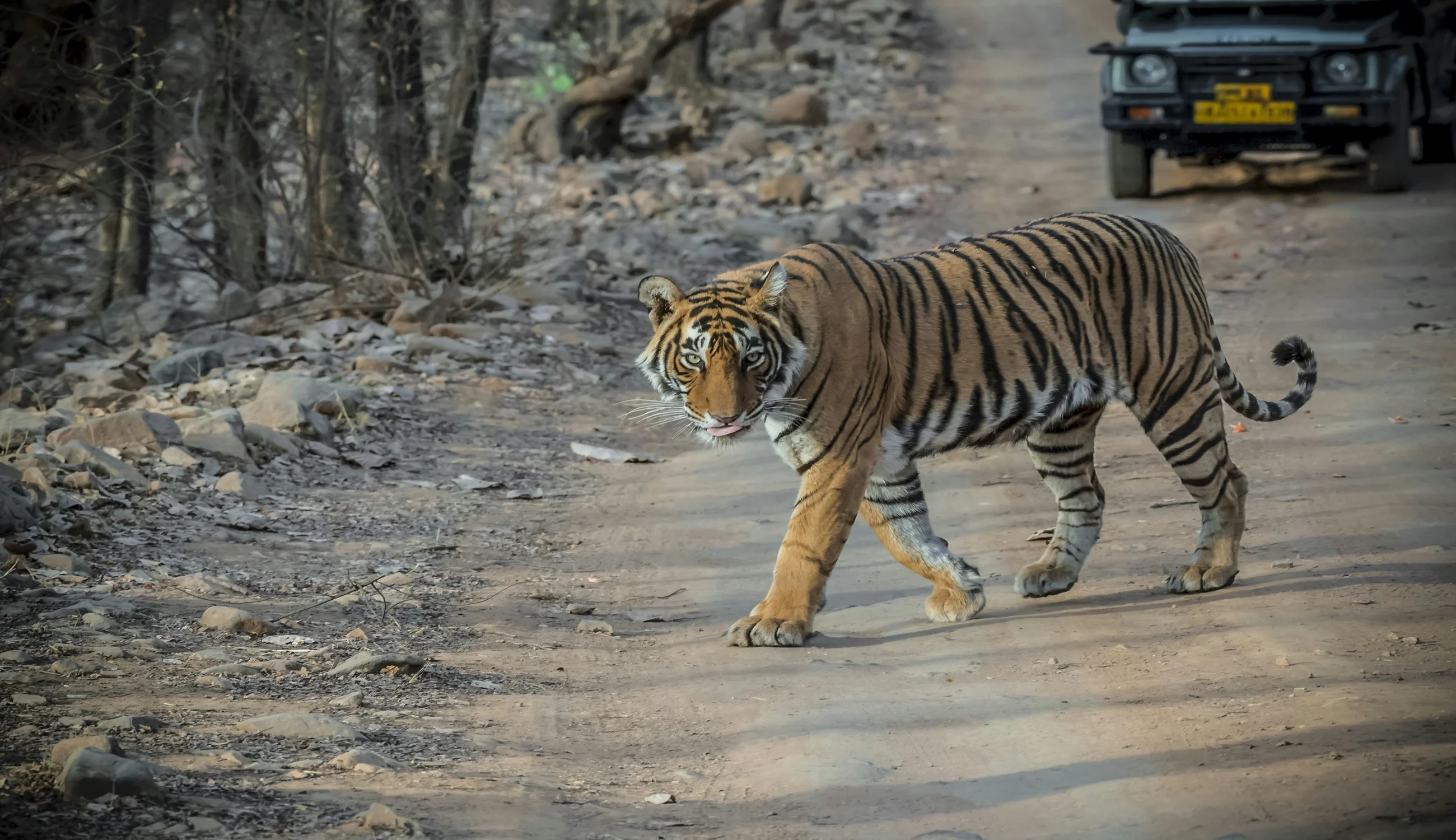 Rathambore