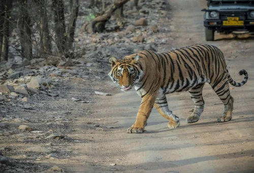 Rathambore