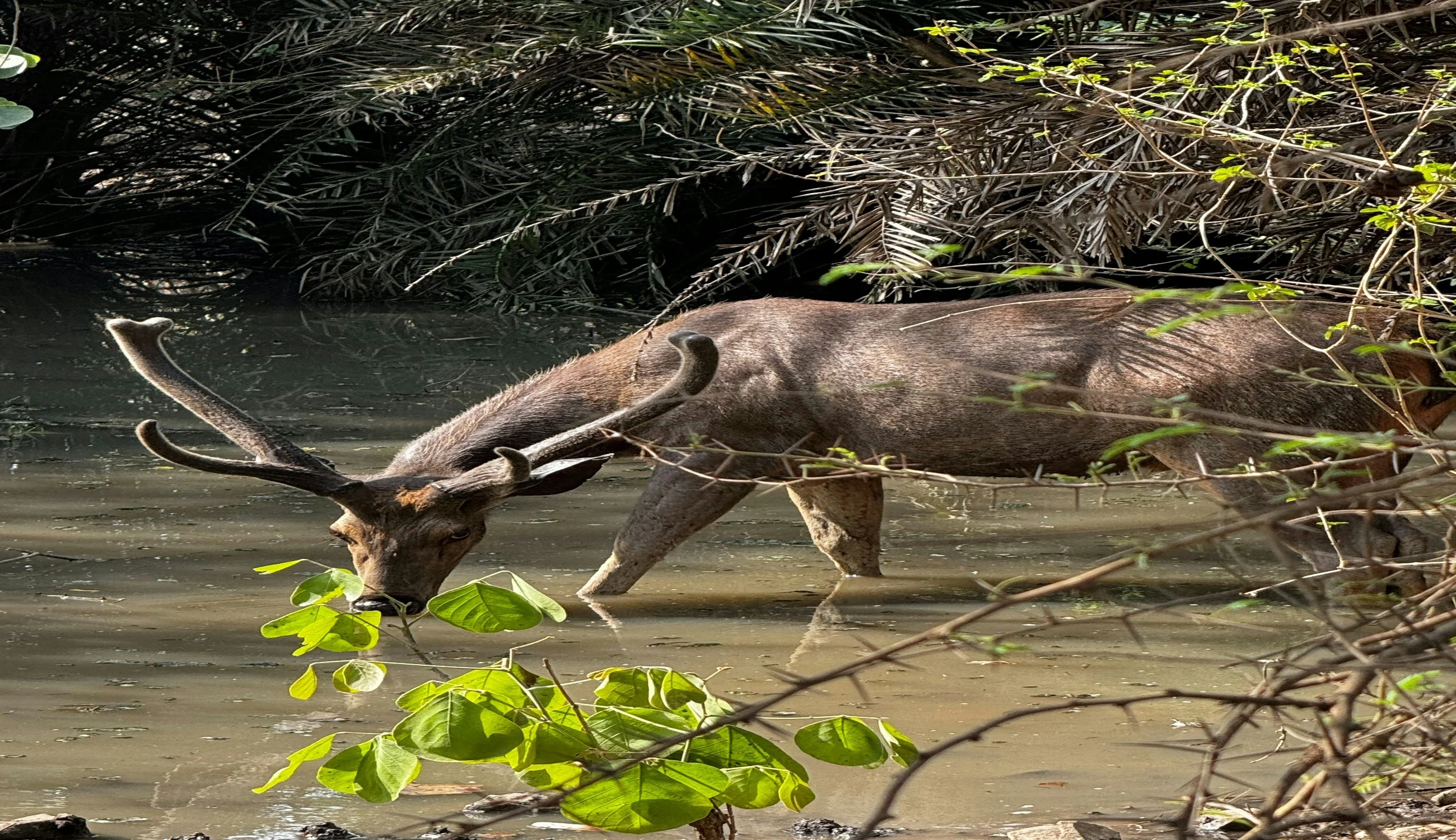 Rathambore