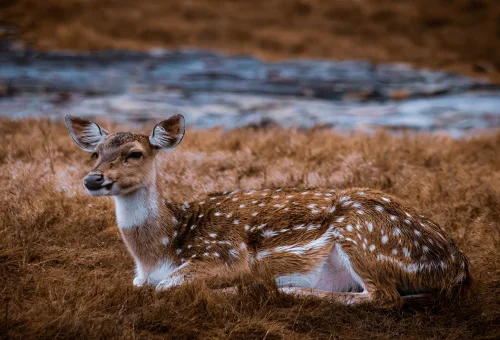 Rathambore