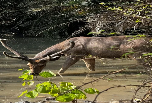 Rathambore