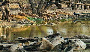 Rathambore