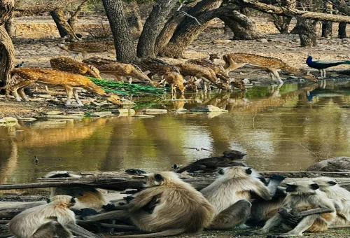 Best Rathambore Tour