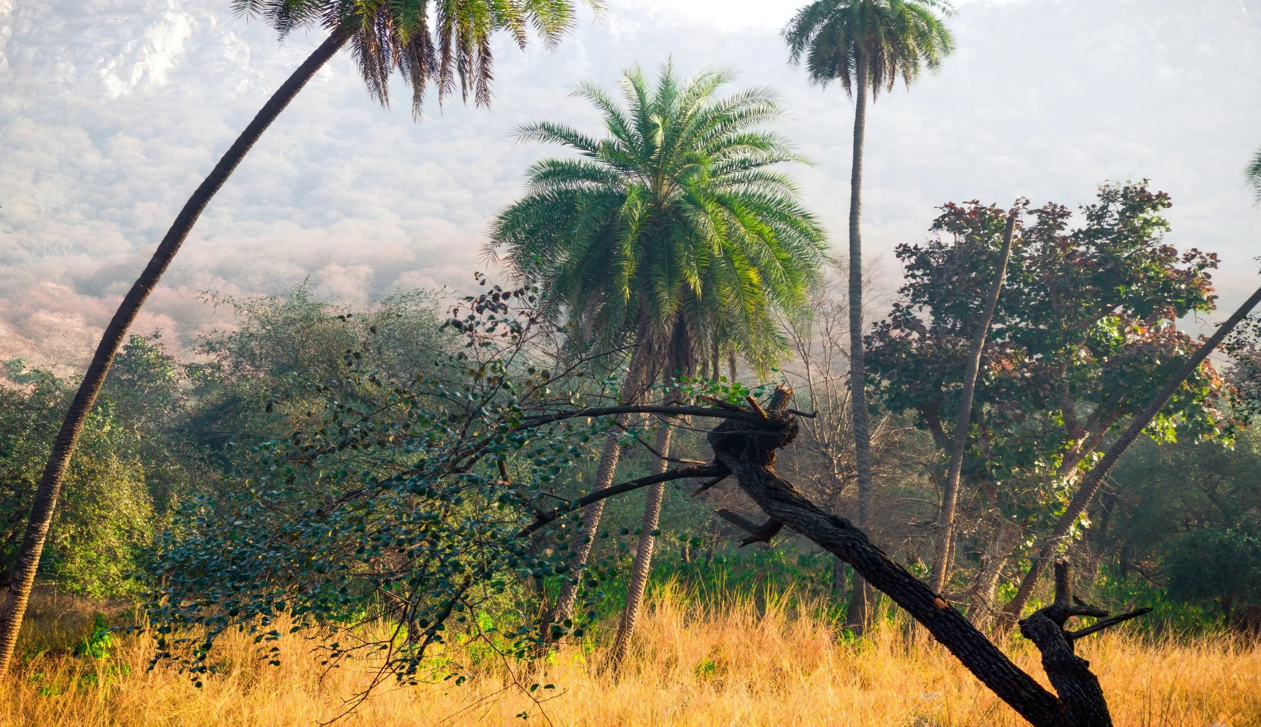 Sariska