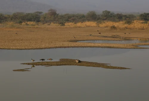Sariska