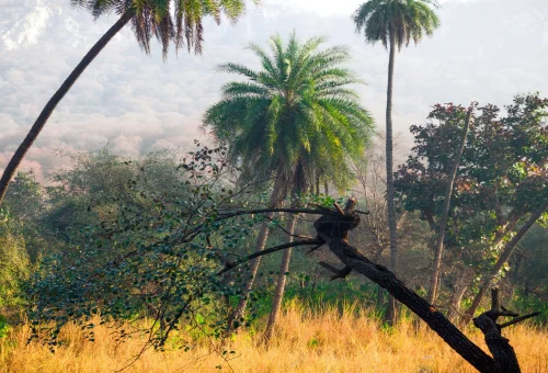 Best Sariska Tour