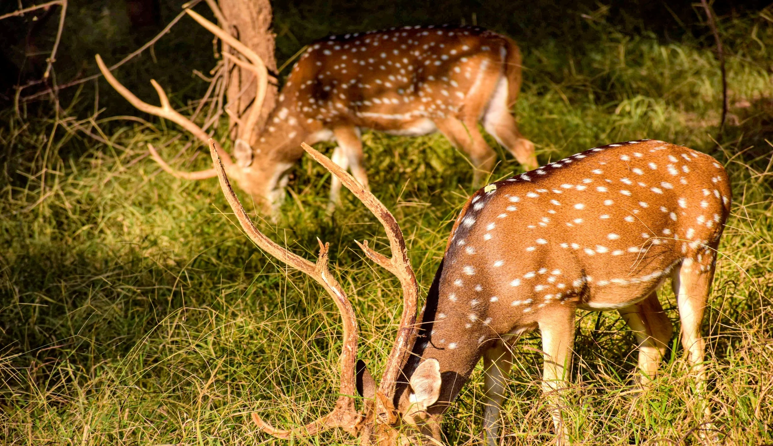 Rathambore