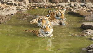 Rathambore