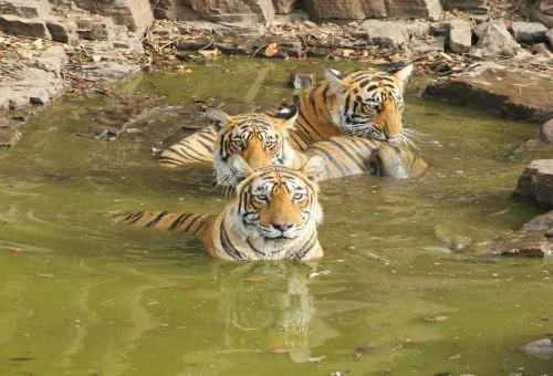 Best Rathambore tour