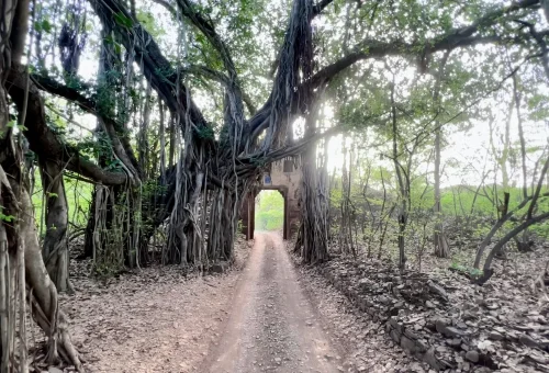 Best Rathambore tour